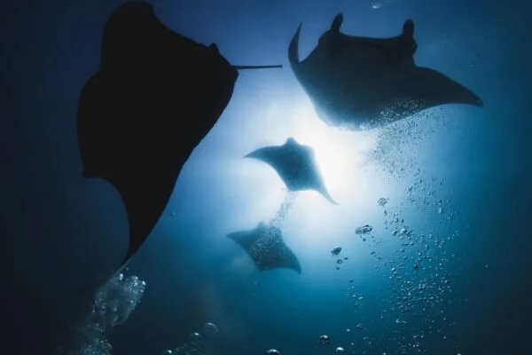 Manta Nomad Divers - Secondary Image