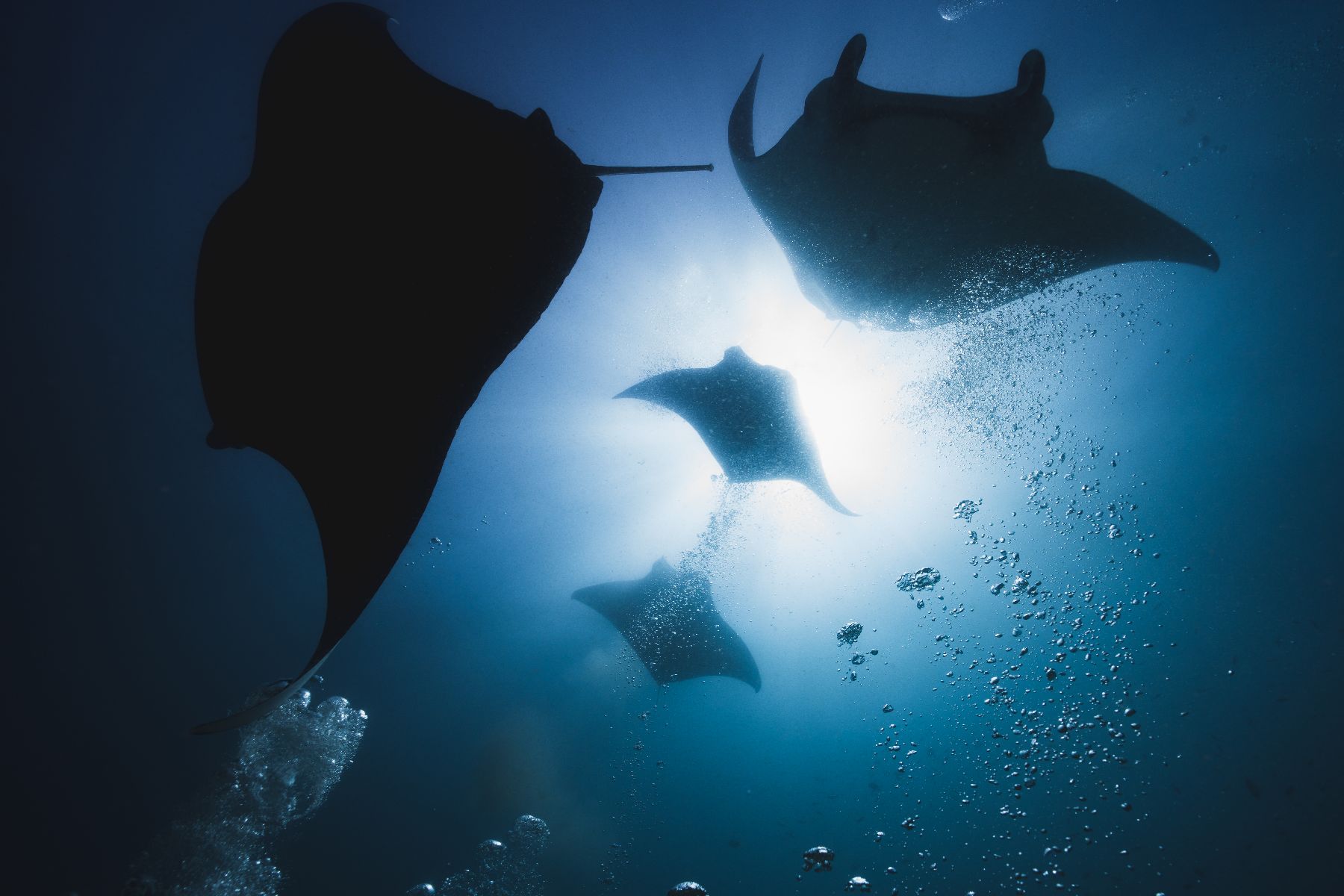 Dive Packages