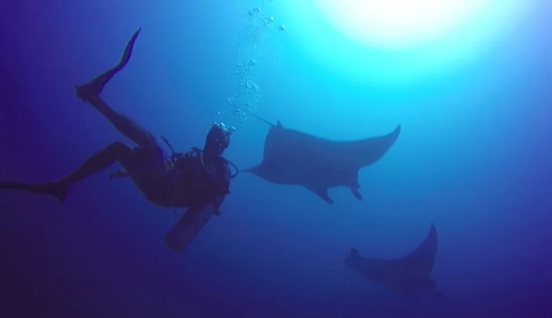 Maldives diving blog: Stories & Guides from Baa Atoll