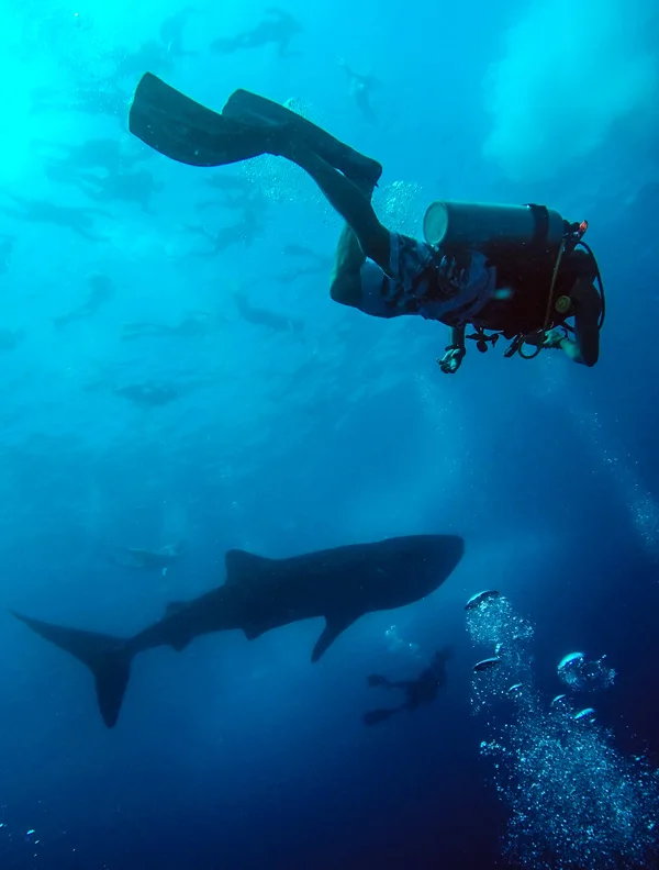 Become a Divemaster - Master training course in Baa Atoll