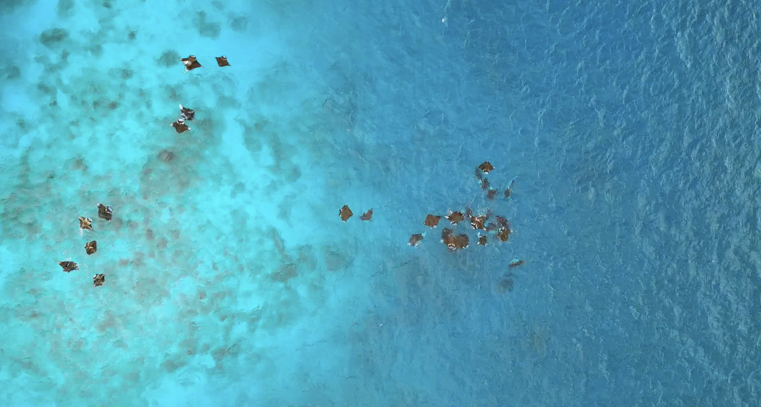 Opinion from a Small Dive Operator in Baa: How Dhonfanu Reclamation could affect every small, medium and large enterprise in Baa. And its possible impact on the environment and economy. featured image