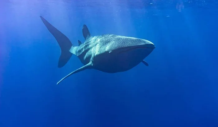 Peak Season Exclusive: 18% OFF (10 Slots Only) image 3