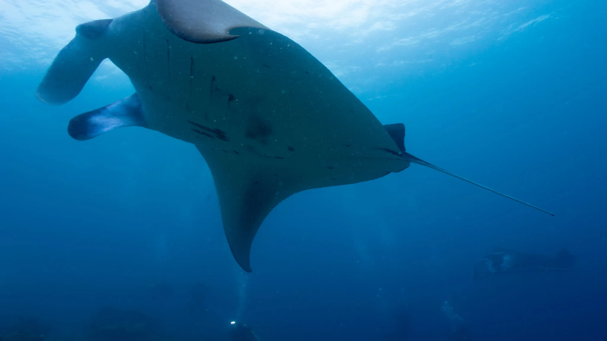 Manta Season Opening: 15% OFF image 2