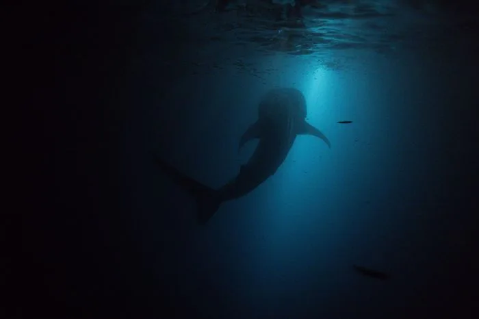 Manta Season Opening: 15% OFF image 3