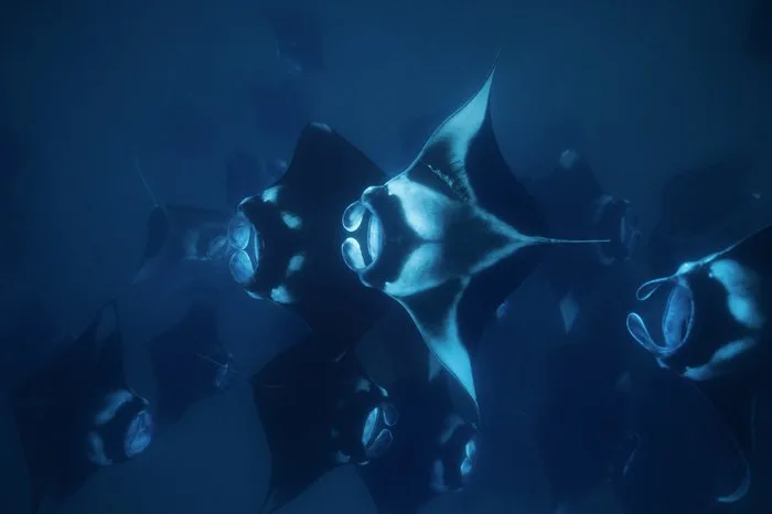 Manta Season Opening: 15% OFF image 1