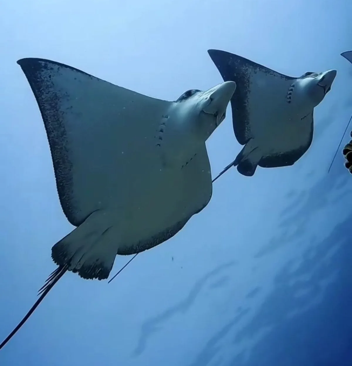 Spring Dive Escape: 20% OFF - Image 3