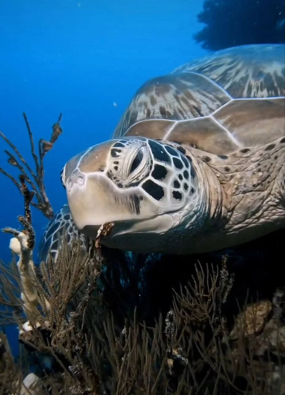 Spring Dive Escape: 20% OFF image 2